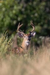 White-tailed deer