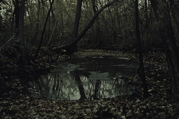 Obraz premium Dark, still pond in a dense, autumnal forest Shadows stretch long across the water, reflecting the surrounding trees Fallen leaves litter the forest floor, adding to the somber mood