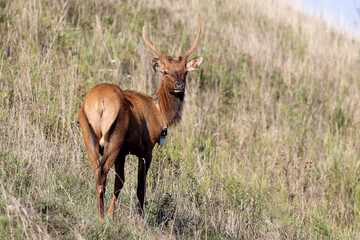 Elk