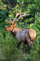 Elk