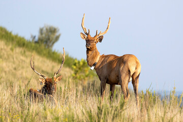 Elk