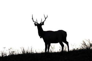 Elk