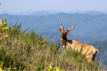 Elk