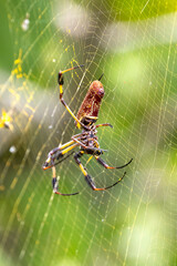 Golden Silk Orb-weaver