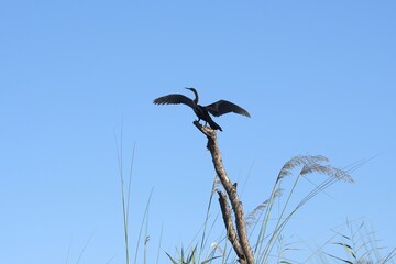 bird in wild savanna , Animal of africa
