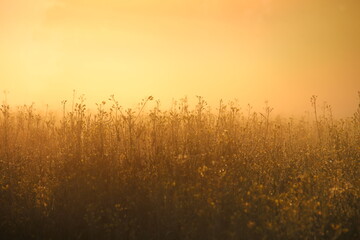 Sonnenaufgang im Nebel