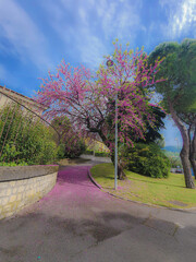 A tree with colorful pink flowers