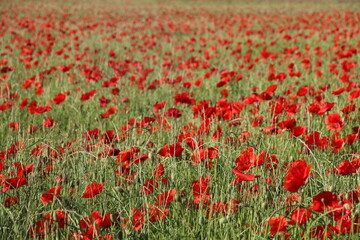 Mohnblumenfeld