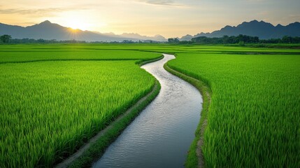 Fototapeta premium Serene Landscape of Lush Green Rice Fields and Meandering Stream Under a Golden Sunset