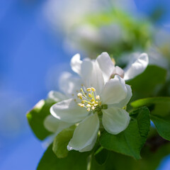 Apple tree blossom against the sky, close-up.