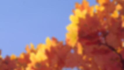 Bright yellow foliage in the autumn park, blurred background.