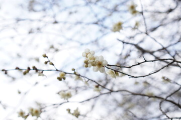 開花し始めた梅の花