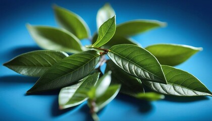 A clear and detailed photo of some realistic tea or Camellia Sinensis leaves on a blue background. Ideal for placing text, copy space, design elements or slightly different billboards.