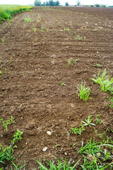 The first stages of crop cultivation: the emergence of sprouts. View of a spring agricultural field: plowed land with the first small shoots and weeds that have managed to grow, vertical photo.