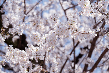 日本の美しい桜と色鮮やかなバラの花
