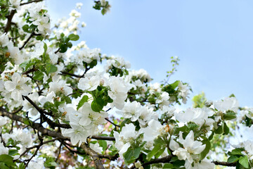 White apple tree blossoms against blue sky
