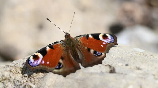 A butterfly, a peacock butterfly, sits on a stone, flaps its wings and flies away.
