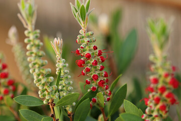 Crimson bottlebrush plant (Callistemon citrinus)