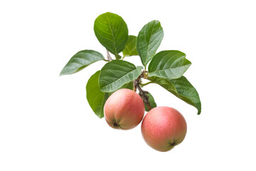 Obraz premium Two Pink Apples on a Branch with Green Leaves