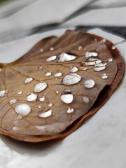 close up of a leaf with water droplets