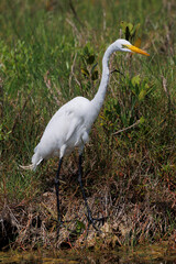 Great Egret