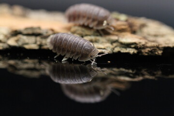 isopods woodlouse pill bugs cubaris sp white side pinguin
