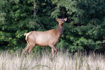 Elk