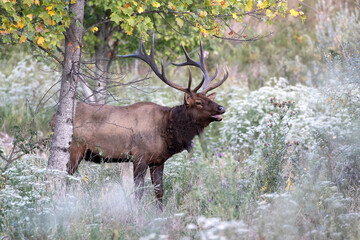 Elk