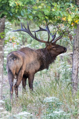 Elk