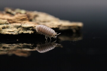 isopods woodlouse pill bugs cubaris sp white side pinguin
