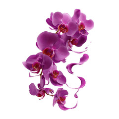Purple Orchid Flower Branch in Motion, Isolated on White Transparent background
