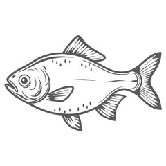 Bream Fish Illustration, Common Bronze Abramis Brama