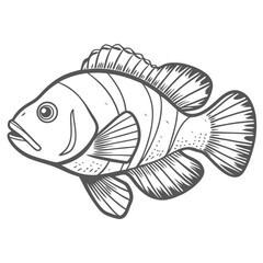 Dispar Anthias Fish Line Art Illustration