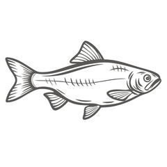 Orfe Fish Outline Illustration, Leuciscus Idus