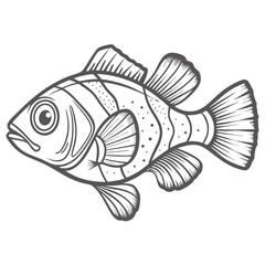Ocellated Cardinalfish Line Art Illustration