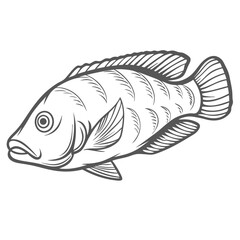 Radiant Wrasse Fish Line Art Illustration