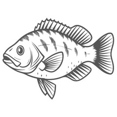 Rock Bass Ambloplites Rupestris Line Art Illustration