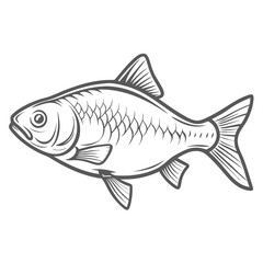 Rudd Fish Outline Illustration, Scardinius Erythrophthalmus