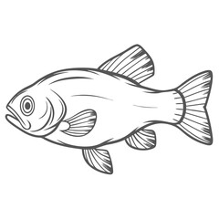 Tench Fish Line Art Illustration