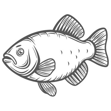 Tench Fish Illustration, Tinca Tinca Drawing