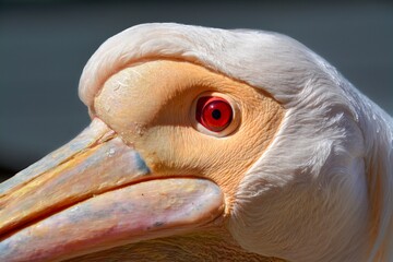 portrait of a pelican,Close-up of a pelican's eye