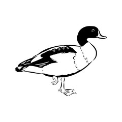 Comprehensive Shelduck Line Art Vector Set for Detailed Illustrations