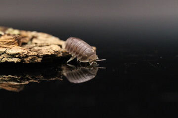 isopods woodlouse pill bugs cubaris sp white side pinguin
