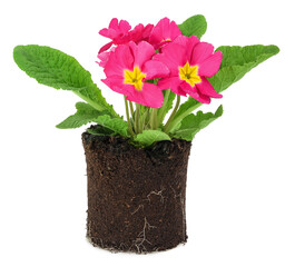 pink primrose in a lump of earth isolated on white background.
