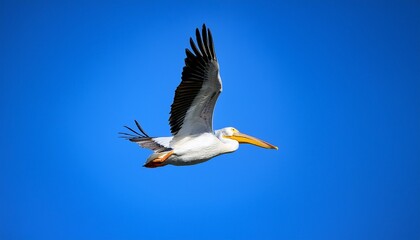 american white pelican gliding through the clear blue sky