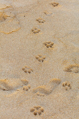 A beach with paw prints in the sand
