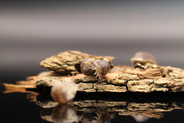 isopods woodlouse pill bugs cubaris sp white side pinguin
