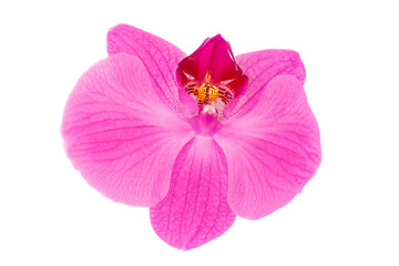 Fototapeta premium pink phalaenopsis orchid flower isolated on white background