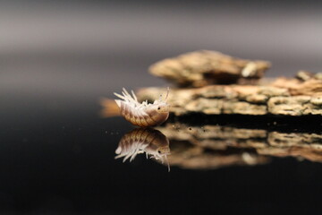 isopods woodlouse pill bugs cubaris sp white side pinguin
