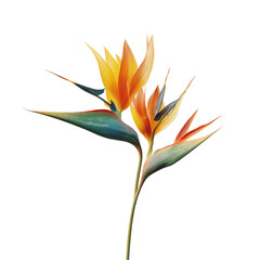 Vivid Bird of Paradise Flower Close-Up on Green Transparent background